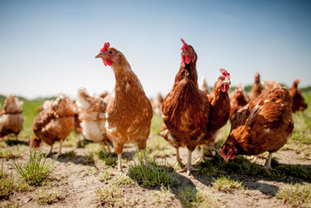 La Ferme de Rachou - Nos volailles fermières